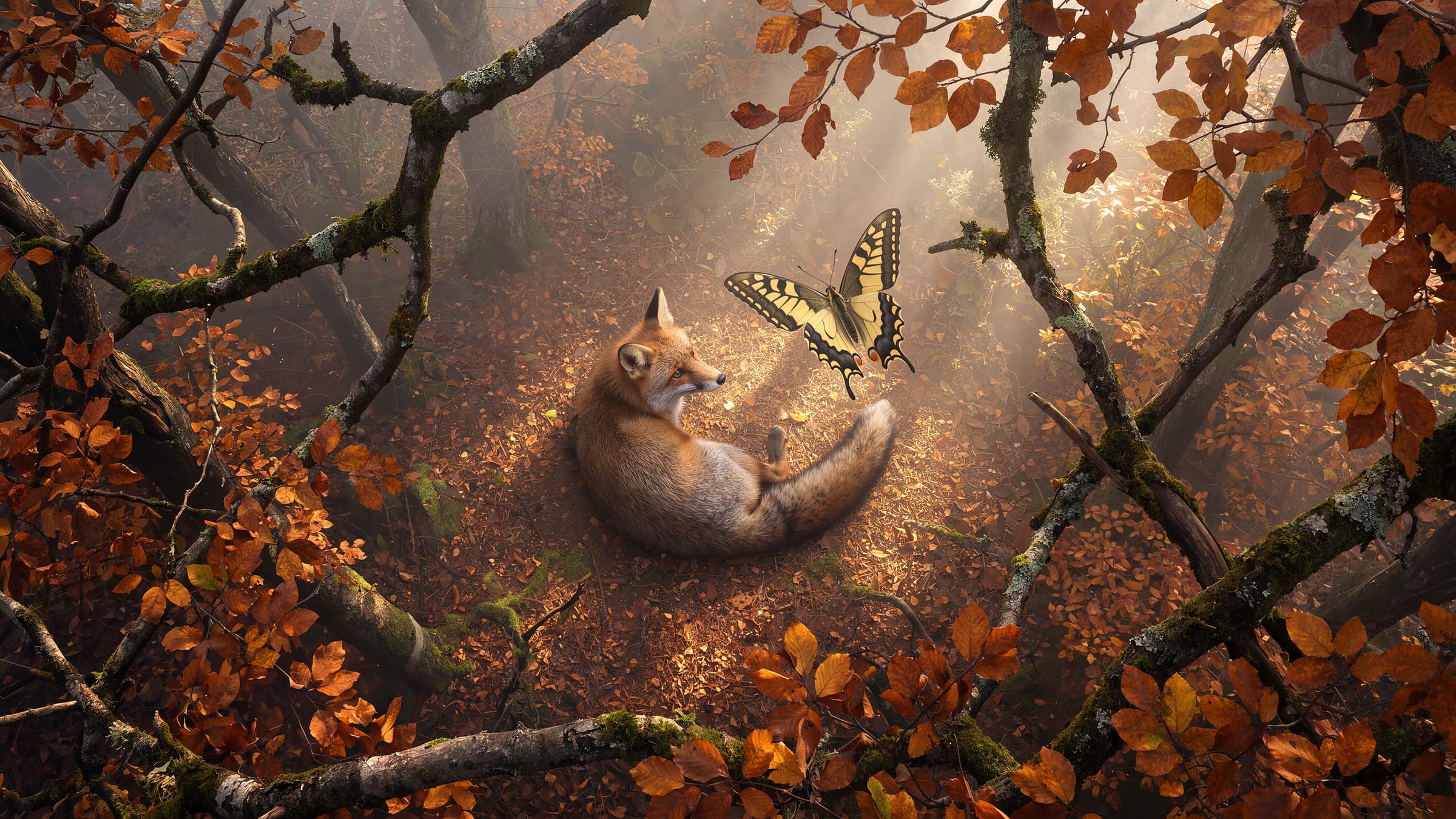 Looking down through branches at a fox curled on the leaf litter as the butterfly flies above it